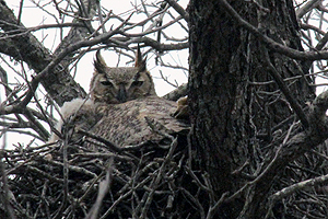 Great Horned Owl